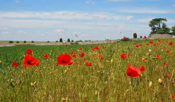 Red poppies in Provins, near Paris.